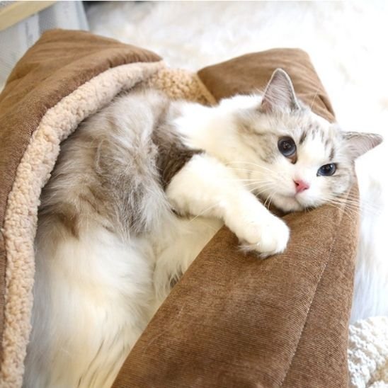 Panier pour chat | Douillet Premium - chat douillet