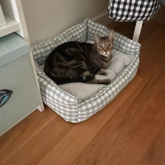 Panier pour chat | Cocon Douillet - chat douillet